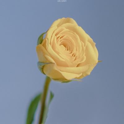 像素沙盒世界3d完整最新版下载